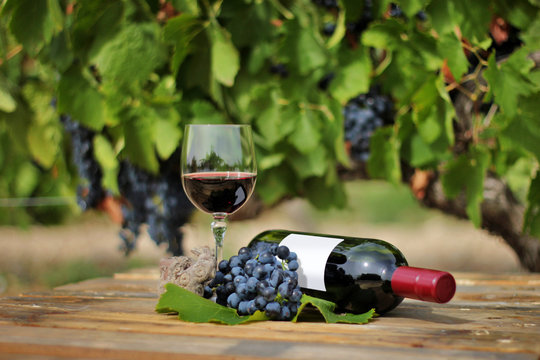 Still life of a red wine bottle, glass and grape strain
