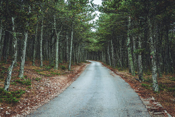 Walkway in the pine forest in Bol, Croatia