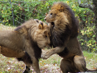 Portrait of a lion in the Bronx zoo, observing its habitat. Leon locked in a well kept zoo. Lions from Africa. Animal life Wild. Wildlife. Leon fighting with another.