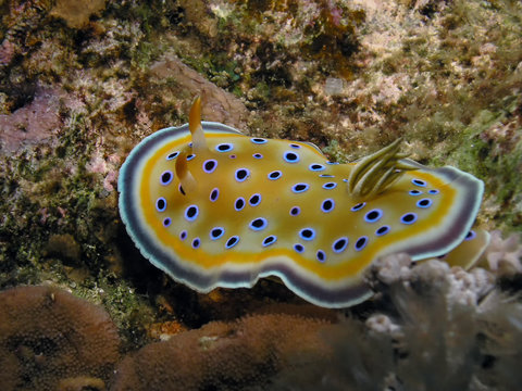Gem Sea Slug (Goniobranchus geminus)