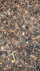 Top down view to cones and dry branches that form a typical coniferous forest underfoot pattern.