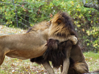 Portrait of a lion in the Bronx zoo, observing its habitat. Leon locked in a well kept zoo. Lions...