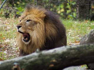 Portrait of a lion in the Bronx zoo, observing its habitat. Leon locked in a well kept zoo. Lions from Africa. Animal life.