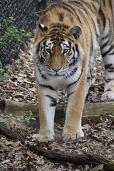 Vertical tiger standing in the zoo