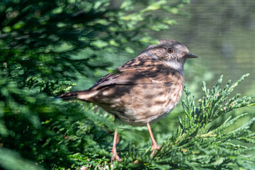 Small Dunnock Perched in a Tree