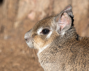 Chacoan Mara Sitting on Sand