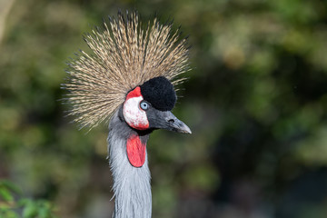 Colourful African Grey Crowned Crane