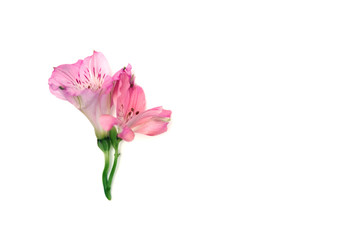 Pink flower isolated.