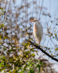 Cattle Egret Perched in a Tree