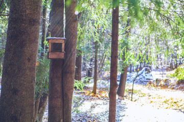  The first snow in a forest city park. A house on a tree. Tree footprints