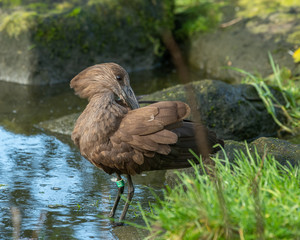 Hamerkop Resting on Grass Near Water