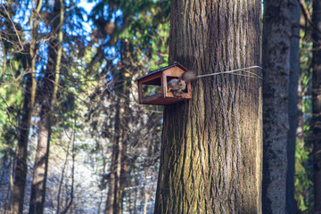  Forest wild animal. Squirrel on a sunny winter day