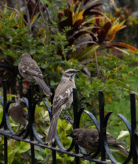 Birds in the garden