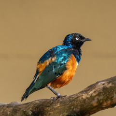 Superb Starling Perched on a Branch