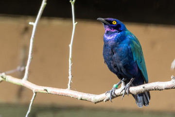 Purple Glossy Starling Perched in a Tree