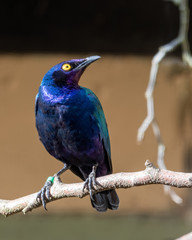 Purple Glossy Starling Perched in a Tree
