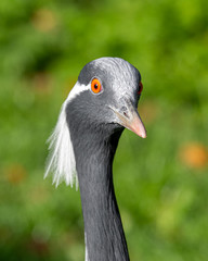 Close Up Head Portrait Demoiselle Crane