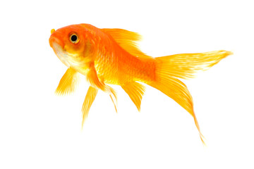 Gold fish isolated on a white background