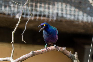 Purple Glossy Starling Eating a Berry