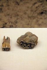 Animal tooth fossils
