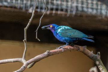 Purple Glossy Starling Eating a Berry