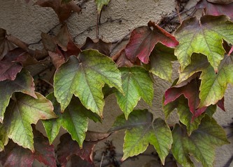 Closeup of Autumn Vines on Wall
