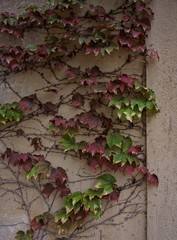 Autumn Vines on Stone Wall