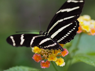 Close up butterflies flying inside a butterfly garden, butterfly in natural habitat. In tree leaves. Nice wetland insect. Butterfly in the green forest. Natural life.