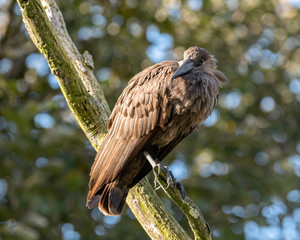 Hamerkop Perched High in a Tree