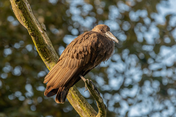 Hamerkop Perched High in a Tree