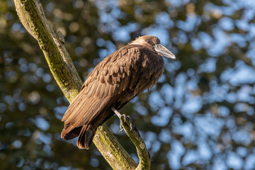 Hamerkop Perched High in a Tree