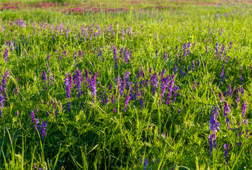 Fioletowe rośliny na tle zielonego pola © olekgraf