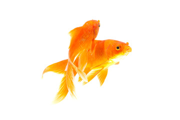 Gold fish isolated on a white background