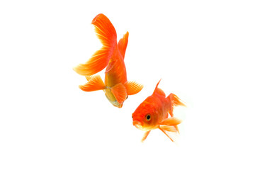 Gold fish isolated on a white background