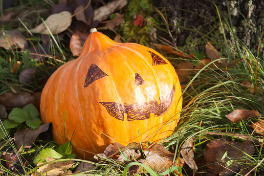 Funny Halloween pumpkin with scary face in fall foliage.