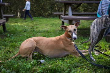 Portrait from profile of a brown Spanish Greyhound Galgo dog on a leash laying on the grass
