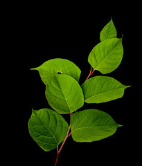 Close up of the leaves of Japanese Knotweed or “Fallopia japonica” isolated against a black background. Part of the polygonaceae family, it is an fast-growing, invasive, plant