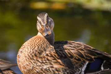 Duck looking quizzical at camera. No people. Blurred background. Space for copy