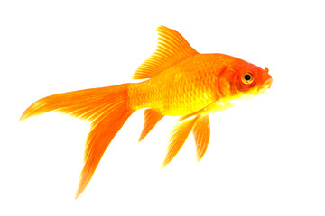 Gold fish isolated on a white background