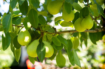 Ripe organic cultivar pears in the garden