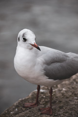 Seagull in Paris