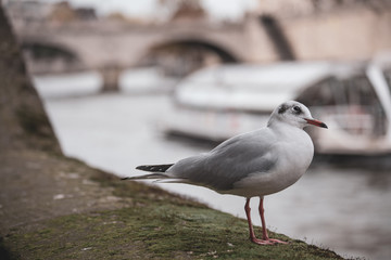 Take my best profil  © arnaud