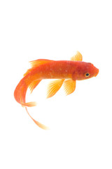 Gold fish isolated on a white background