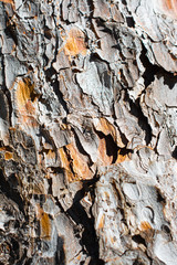 Tree bark, close up view, bark texture