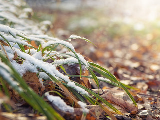 The first snow on the grass. Natural background.