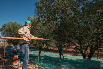TORRE SANTA SUSANNA, ITALY / OCTOBER 2019: The harvesting of olives for the seasonal production of extravirgin olive oil in Puglia region