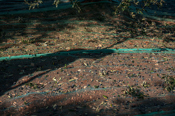 TORRE SANTA SUSANNA, ITALY / OCTOBER 2019: The harvesting of olives for the seasonal production of extravirgin olive oil in Puglia region