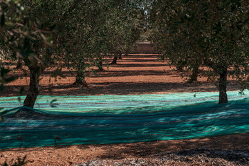 TORRE SANTA SUSANNA, ITALY / OCTOBER 2019: The harvesting of olives for the seasonal production of extravirgin olive oil in Puglia region