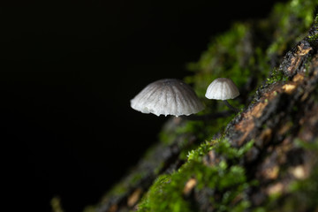 Fototapeta premium tiny mushroom on moss in autumn