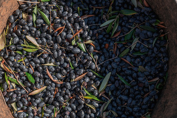 TORRE SANTA SUSANNA, ITALY / OCTOBER 2019: The harvesting of olives for the seasonal production of extravirgin olive oil in Puglia region